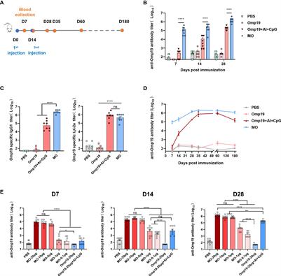 A novel built-in adjuvant metallothionein-3 aids protein antigens to induce rapid, robust, and durable immune responses